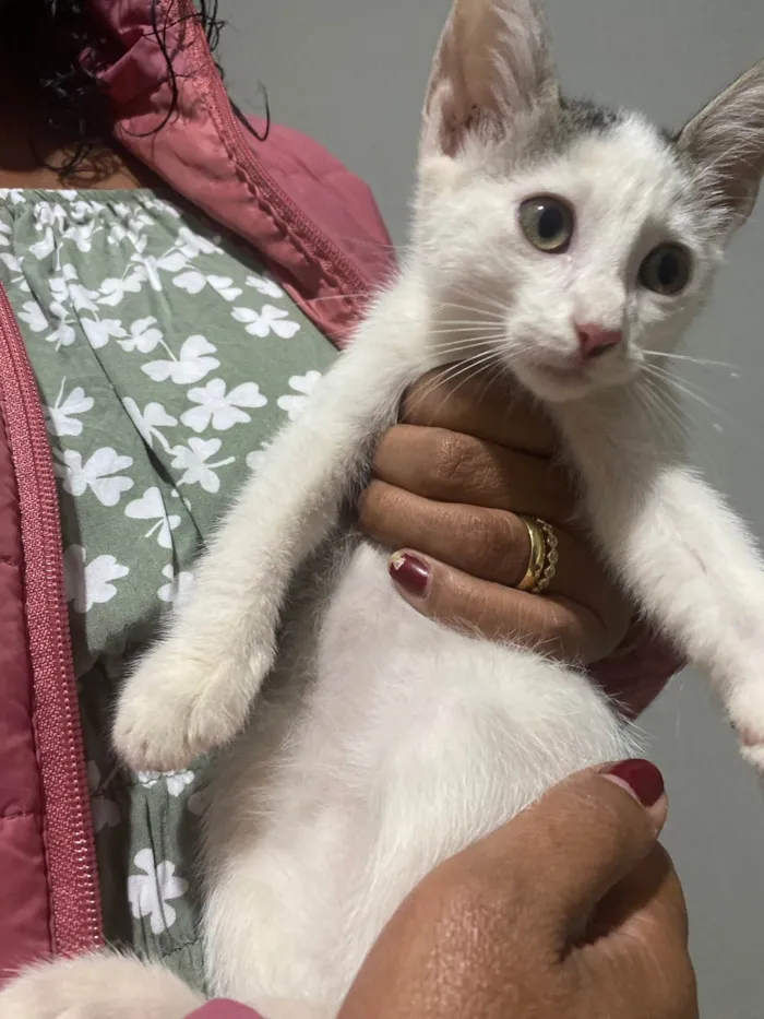 Gato ra a SRD-ViraLata idade Abaixo de 2 meses nome denguinho 