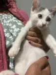 denguinho