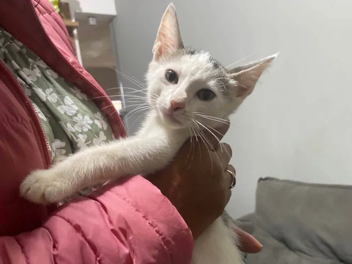 Gato ra a SRD-ViraLata idade Abaixo de 2 meses nome denguinho 