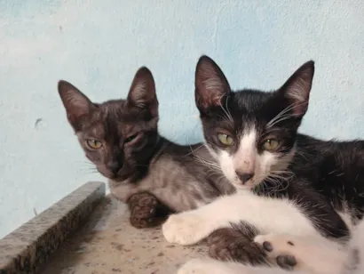 Gato raça Vira-lata idade 2 a 6 meses nome Lili e pedrinho