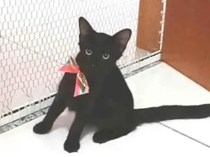 Gato raça srd idade 2 a 6 meses nome NATACHA