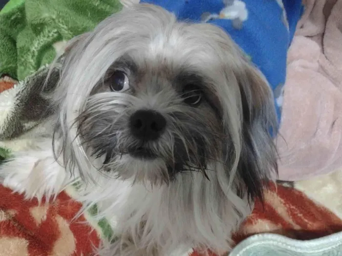 Cachorro ra a Laysa Apso  idade 1 ano nome Lucky 