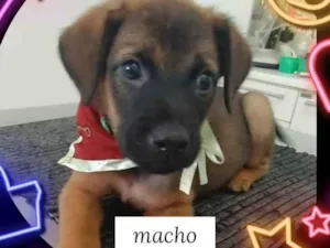 Cachorro raça SRD-ViraLata idade 2 a 6 meses nome CUCO