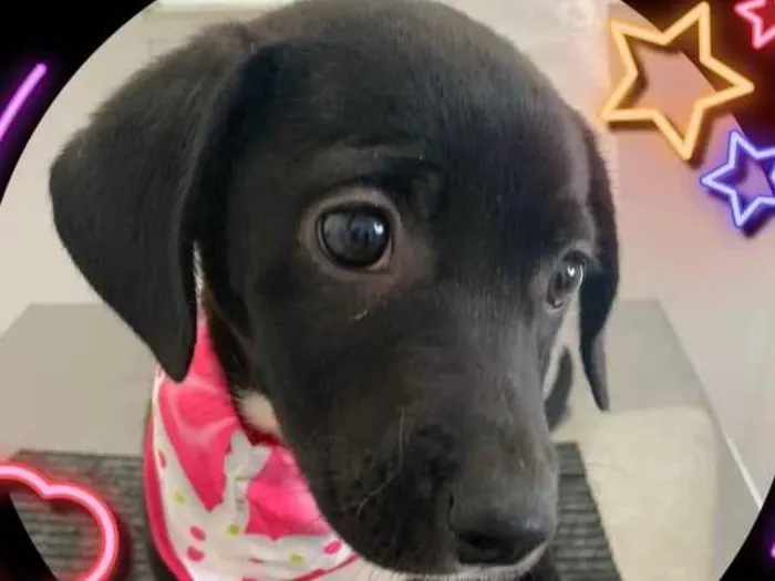 Cachorro ra a SRD-ViraLata idade 2 a 6 meses nome CARLINHA