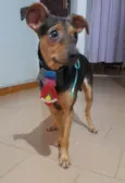 Gael