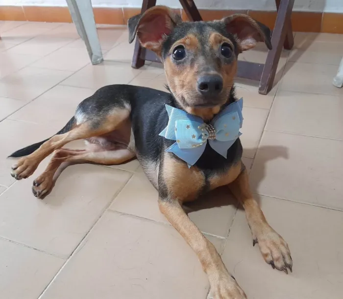 Cachorro ra a SRD-ViraLata idade 7 a 11 meses nome Gael