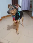 Gael