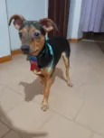 Gael