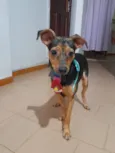 Gael