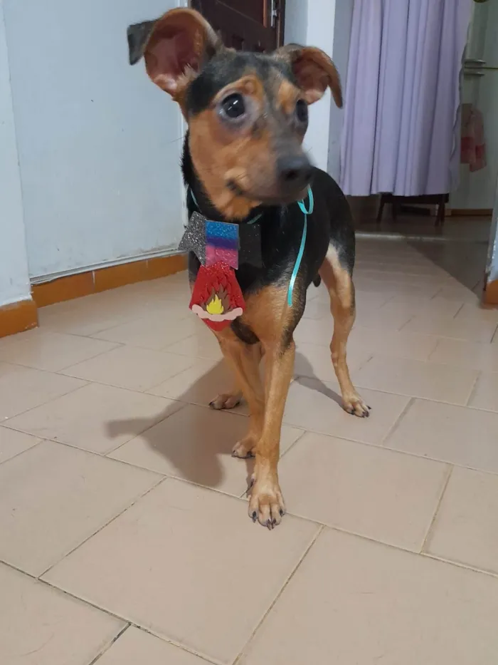 Cachorro ra a SRD-ViraLata idade 7 a 11 meses nome Gael