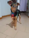 Gael