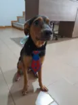 Gael