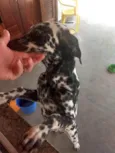 ZEUS