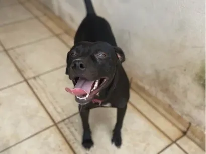 Cachorro raça Pit-Bull idade 2 anos nome Esttela