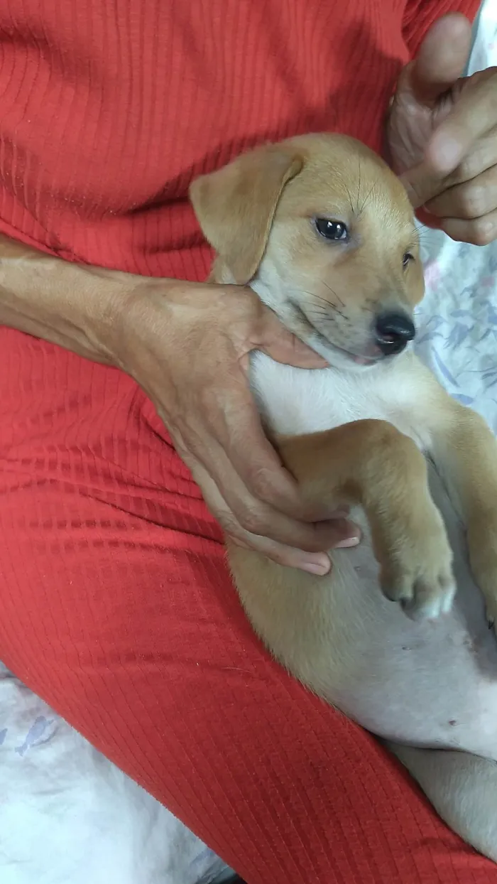 Cachorro ra a SRD-ViraLata idade 2 a 6 meses nome Aurora