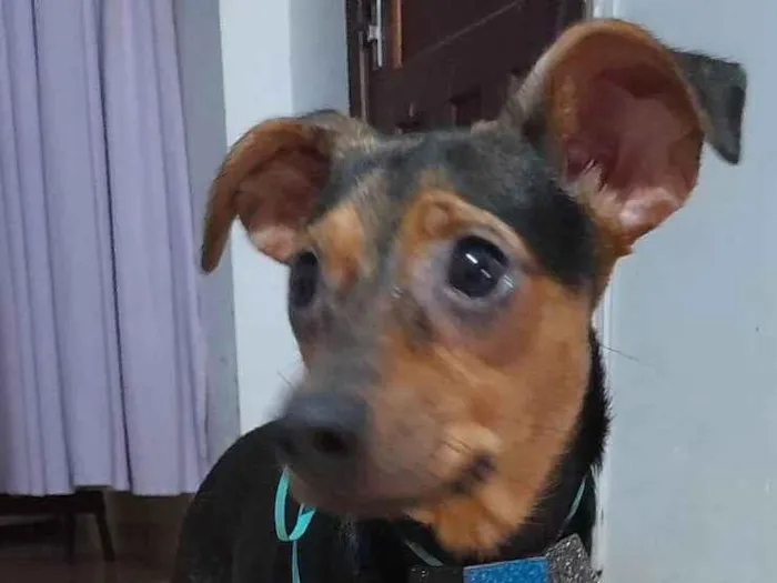 Cachorro ra a SRD-ViraLata idade 7 a 11 meses nome Gael