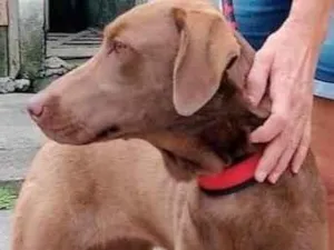 Cachorro raça Weimaraner idade 2 anos nome Lola