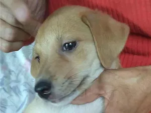 Cachorro raça SRD-ViraLata idade 2 a 6 meses nome Aurora