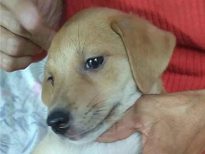 Cachorro ra a SRD-ViraLata idade 2 a 6 meses nome Aurora