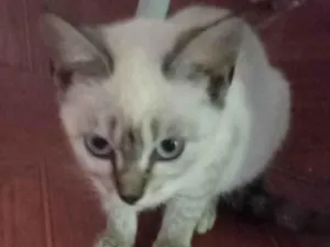 Gato raça Siamês  idade 2 a 6 meses nome Linda