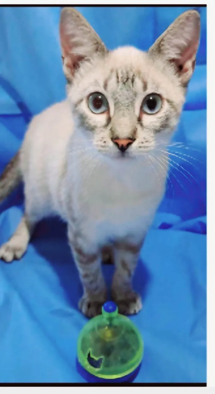Gato ra a srd "sialata" idade 2 a 6 meses nome LILLY
