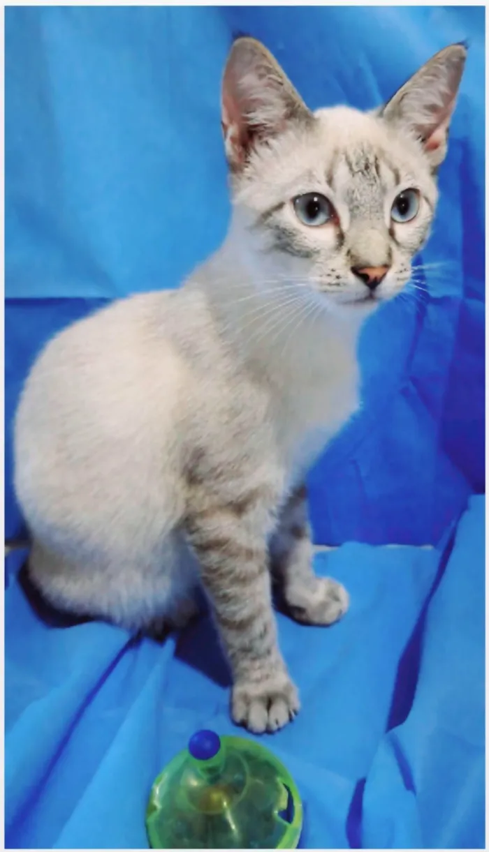 Gato ra a srd "sialata" idade 2 a 6 meses nome LILLY