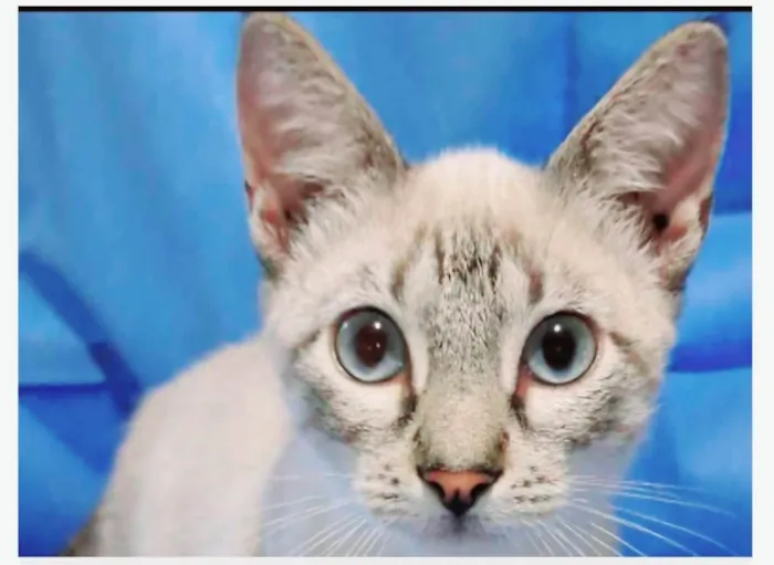 Gato ra a srd "sialata" idade 2 a 6 meses nome LILLY