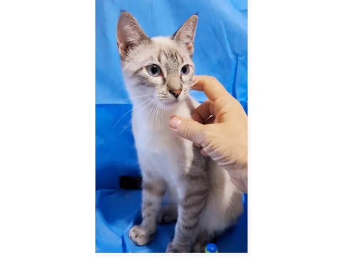 Gato ra a srd "sialata" idade 2 a 6 meses nome LILLY