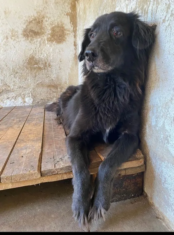 Cachorro ra a SRD-ViraLata idade 6 ou mais anos nome Athos