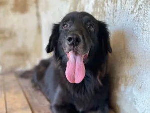 Cachorro raça SRD-ViraLata idade 6 ou mais anos nome Athos