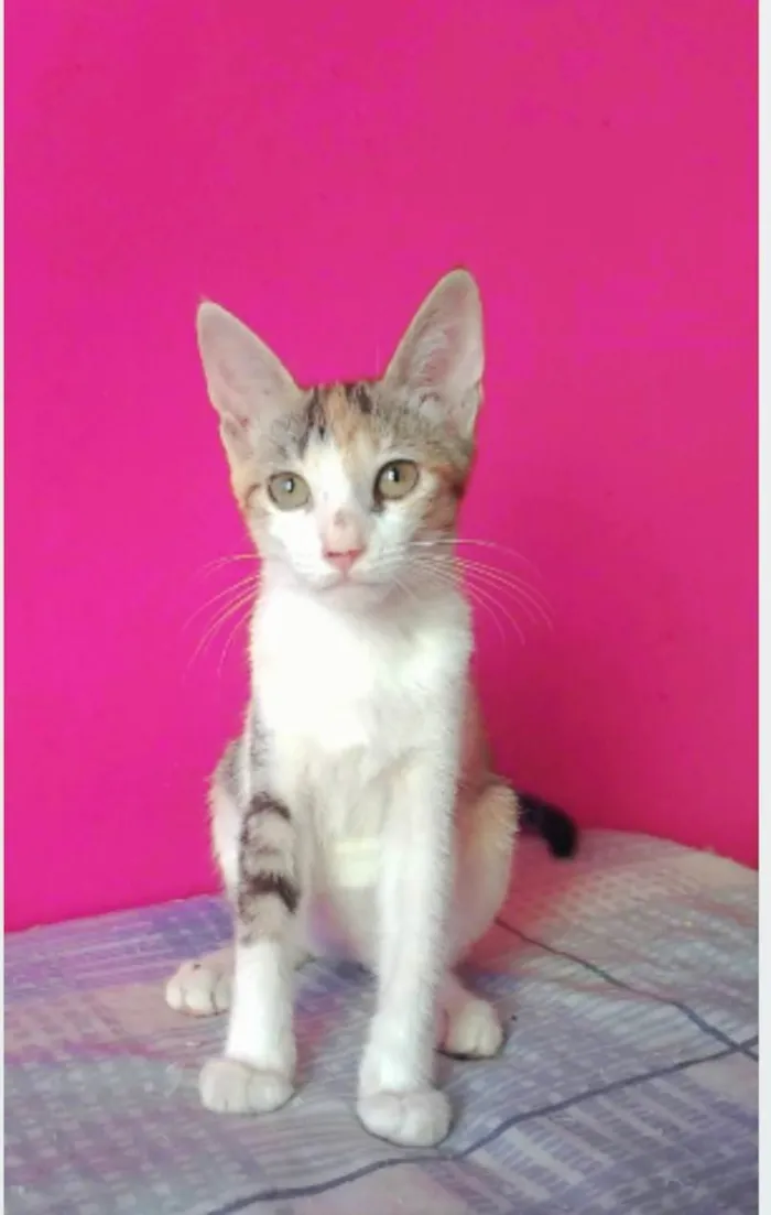 Gato ra a srd idade 2 a 6 meses nome ALÍCIA