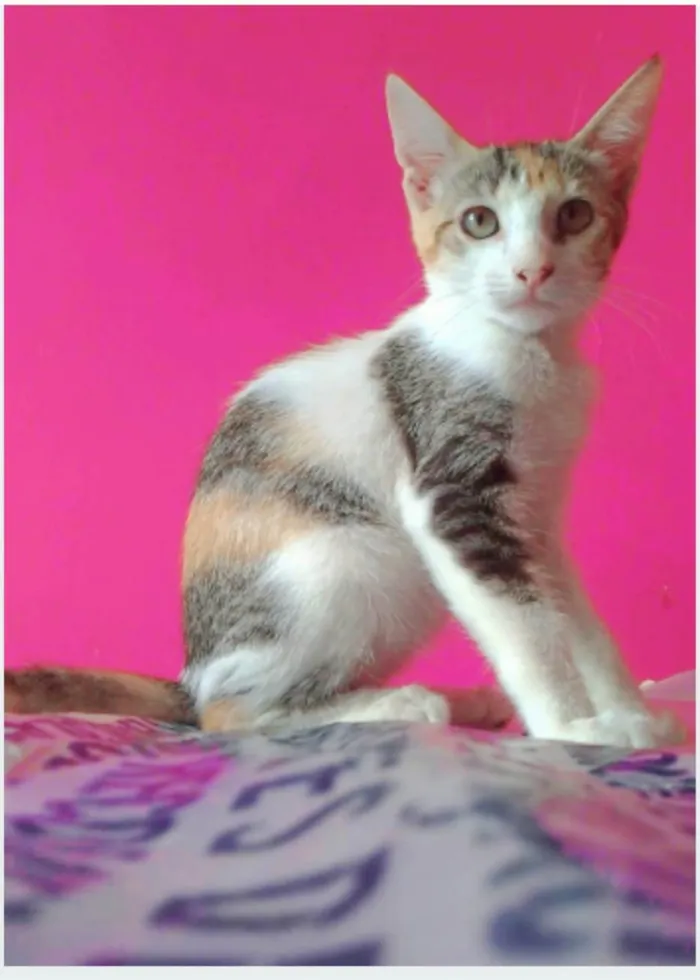 Gato ra a srd idade 2 a 6 meses nome ALÍCIA