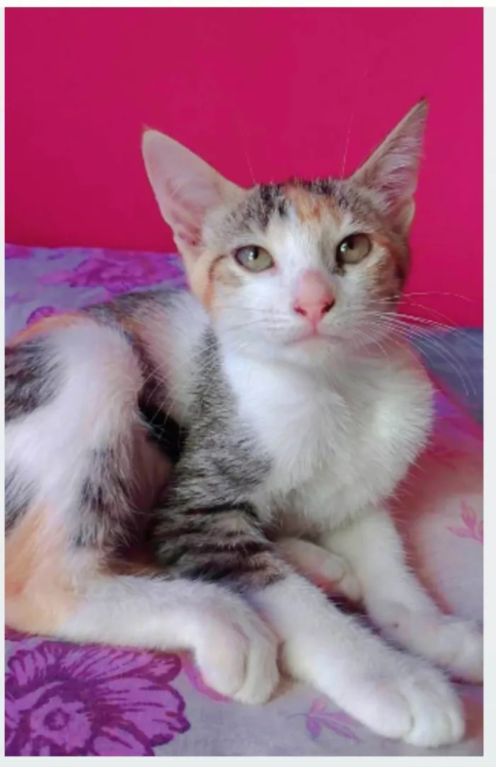Gato ra a srd idade 2 a 6 meses nome ALÍCIA