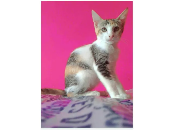 Gato ra a srd idade 2 a 6 meses nome ALÍCIA