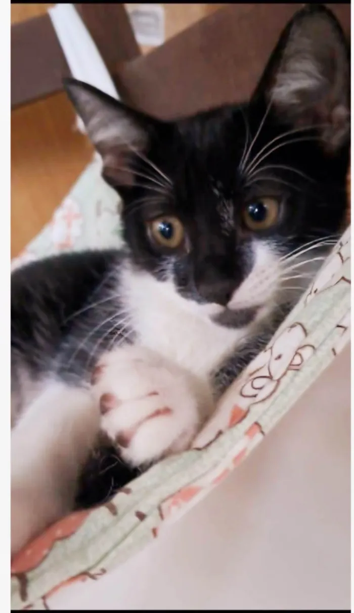 Gato ra a srd frajolinha idade Abaixo de 2 meses nome BRIOCHE