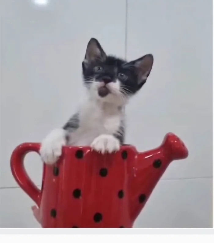Gato ra a srd frajolinha idade Abaixo de 2 meses nome BRIOCHE