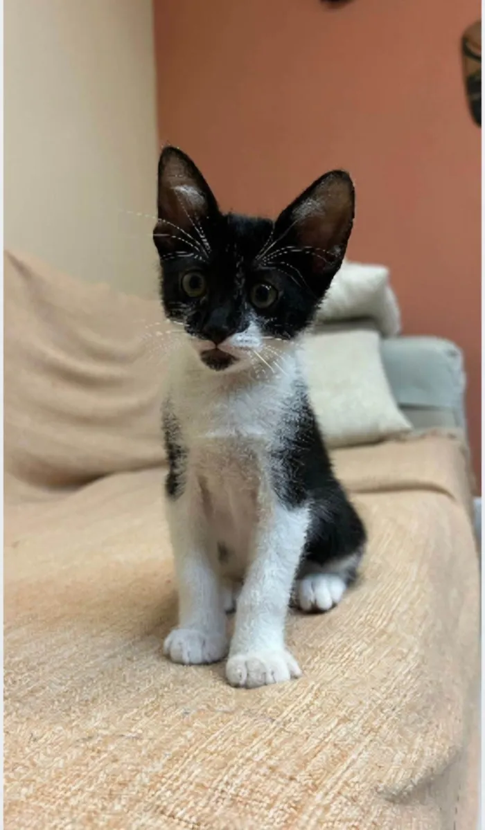 Gato ra a srd frajolinha idade Abaixo de 2 meses nome BRIOCHE