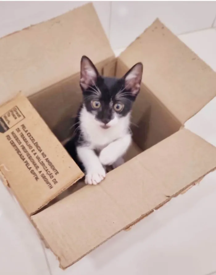 Gato ra a srd frajolinha idade Abaixo de 2 meses nome BRIOCHE
