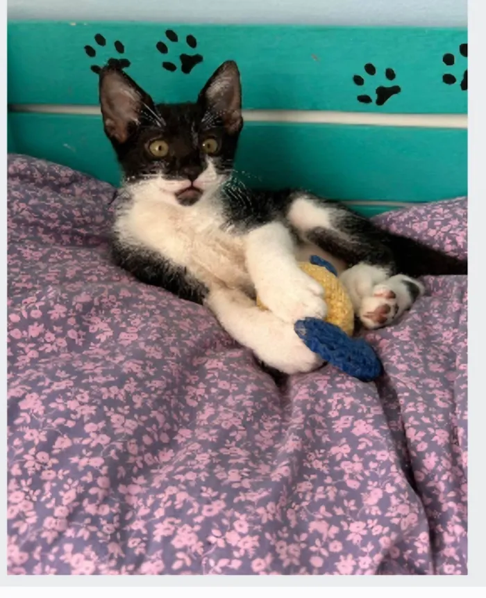 Gato ra a srd frajolinha idade Abaixo de 2 meses nome BRIOCHE