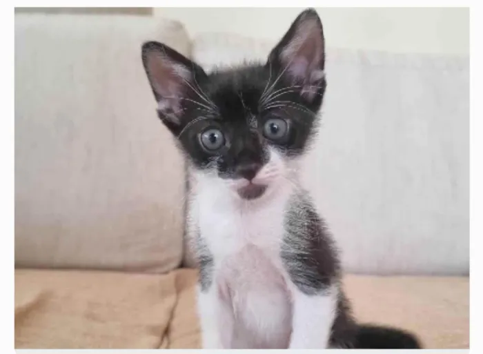 Gato ra a srd frajolinha idade Abaixo de 2 meses nome BRIOCHE