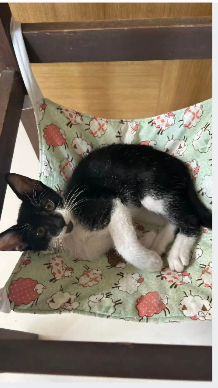 Gato ra a srd frajolinha idade Abaixo de 2 meses nome BRIOCHE