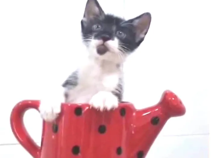 Gato ra a srd frajolinha idade Abaixo de 2 meses nome BRIOCHE