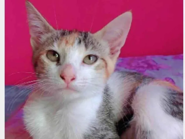 Gato ra a srd idade 2 a 6 meses nome ALÍCIA