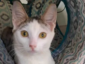 Gato raça srd idade 7 a 11 meses nome LIA