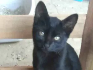 Gato raça  idade 2 a 6 meses nome gato