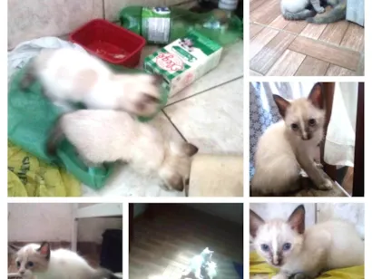 Gato raça SRD-ViraLata idade 2 a 6 meses nome Cats