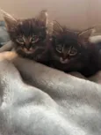 Gatinho