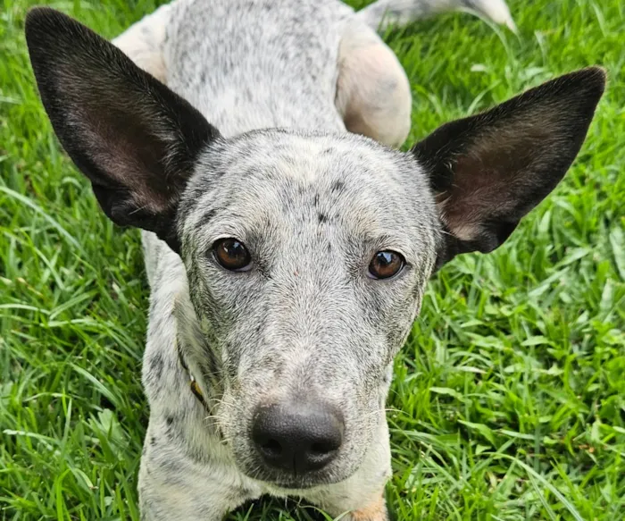 Cachorro ra a Parece Blue Heeler idade 7 a 11 meses nome Cookie