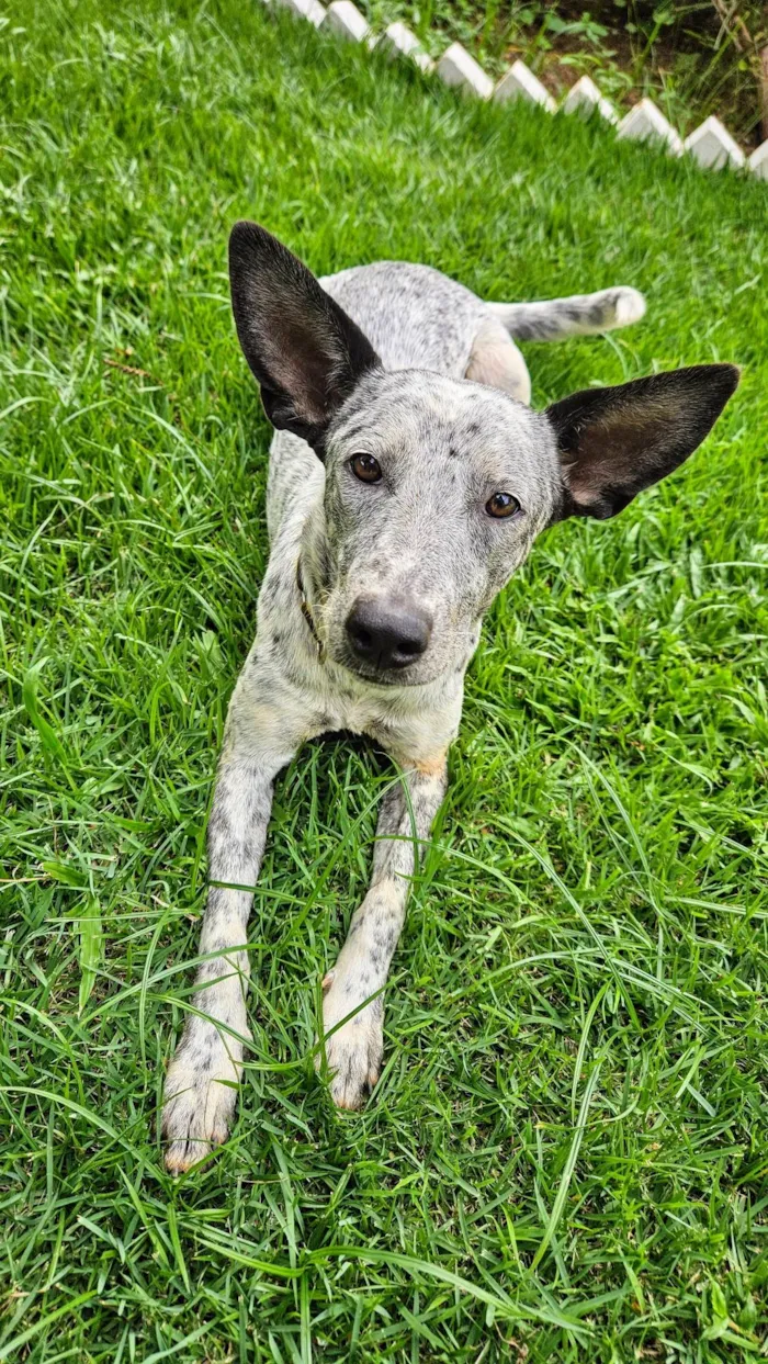 Cachorro ra a Parece Blue Heeler idade 7 a 11 meses nome Cookie