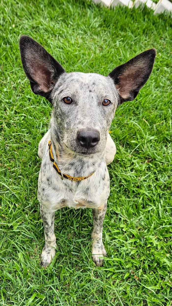Cachorro ra a Parece Blue Heeler idade 7 a 11 meses nome Cookie